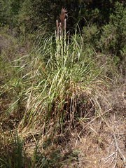 Cortaderia jubata