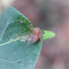 Prostheclina pallida