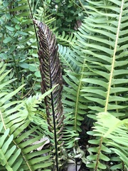 Blechnum