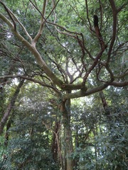 Quercus glauca