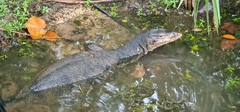 Varanus salvator macromaculatus