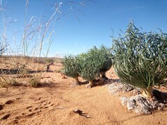 Gethyllis grandiflora