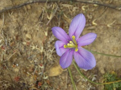 Moraea polyanthos