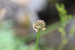 Trollius asiaticus