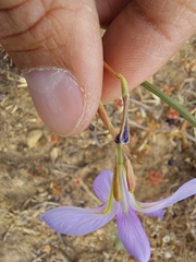 Moraea polyanthos