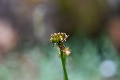 Trollius asiaticus
