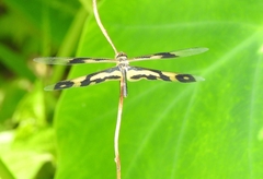 Rhyothemis variegata