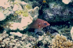 Sargocentron caudimaculatum