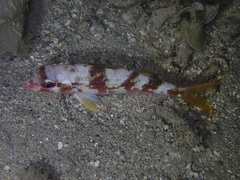 Parupeneus multifasciatus