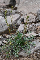Artemisia borealis