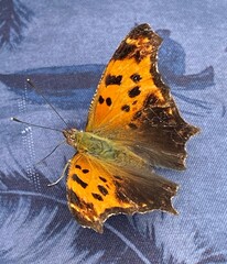 Polygonia comma