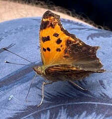 Polygonia comma