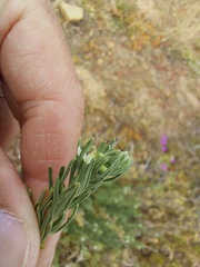 Asparagales