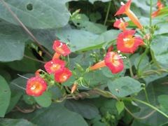 Ipomoea coccinea