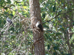 Eopsaltria georgiana