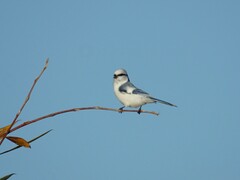 Cyanistes cyanus