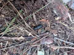 Spondylis buprestoides