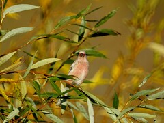 Carpodacus sibiricus