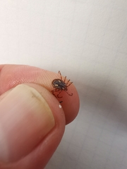 Amblyomma triguttatum