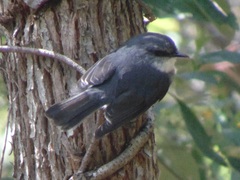 Eopsaltria georgiana