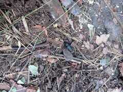 Spondylis buprestoides