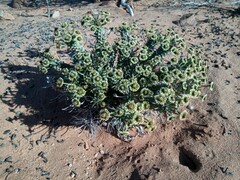 Euphorbia caput-medusae