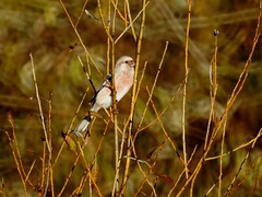 Carpodacus sibiricus