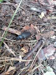 Spondylis buprestoides