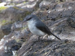 Eopsaltria georgiana