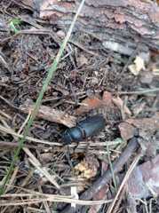 Spondylis buprestoides