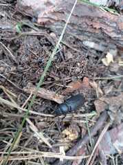 Spondylis buprestoides