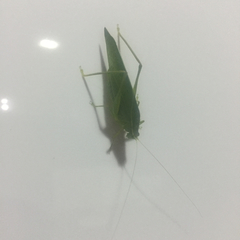Tettigonioidea