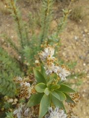Euryops lateriflorus