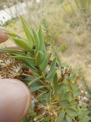 Euryops lateriflorus
