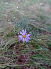 Galatella angustissima