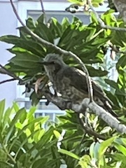 Hypsipetes amaurotis
