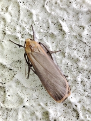Eilema depressa