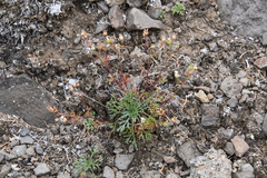 Chamaerhodos grandiflora