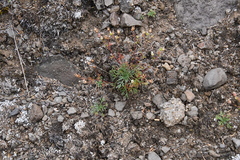 Chamaerhodos grandiflora