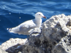 Ichthyaetus audouinii