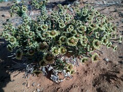 Euphorbia caput-medusae
