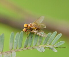 Lauxanioidea
