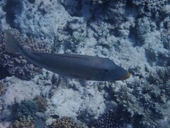 Lethrinus xanthochilus