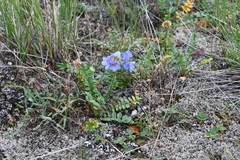 Polemonium boreale