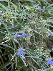 Palmerella debilis serrata