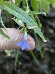 Palmerella debilis serrata