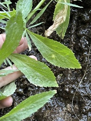 Palmerella debilis serrata