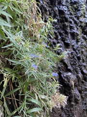 Palmerella debilis serrata