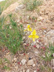 Cyanella lutea
