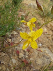 Cyanella lutea